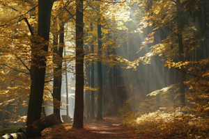 Maximise business meetings and events with eco-friendly printing 