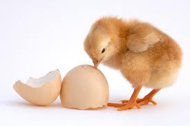 Chicken and Egg?