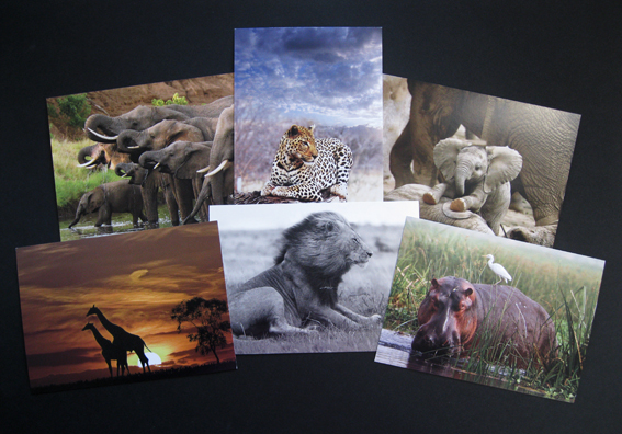 The Animal Kingdom - captured in print