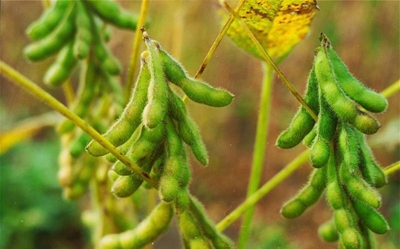 Vegetable oil based inks from Soy Beans